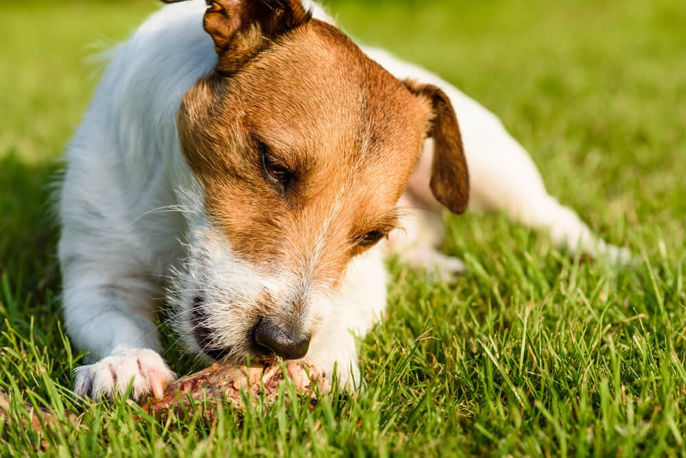 What Causes Diarrhea in Dogs